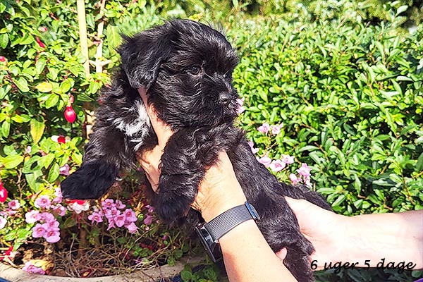 Olaf bichon havanese hvalp hundehvalp bichon havanais hvalpe hundehvalpe