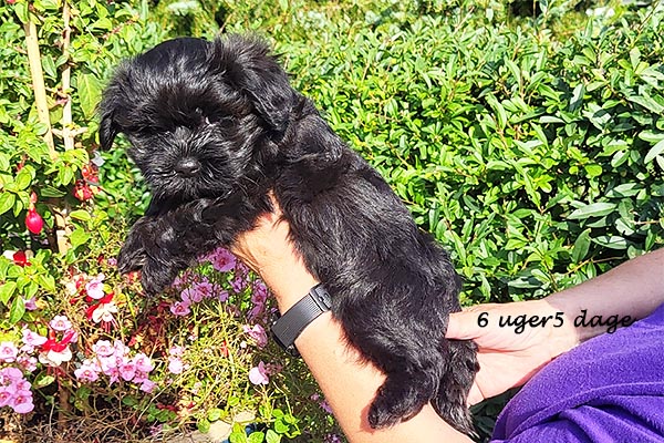Olaf bichon havanese hvalp hundehvalp bichon havanais hvalpe hundehvalpe