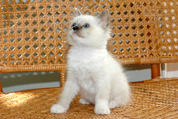 Olena Ragdoll killing kattekilling Ragdol killinger kattekillinger