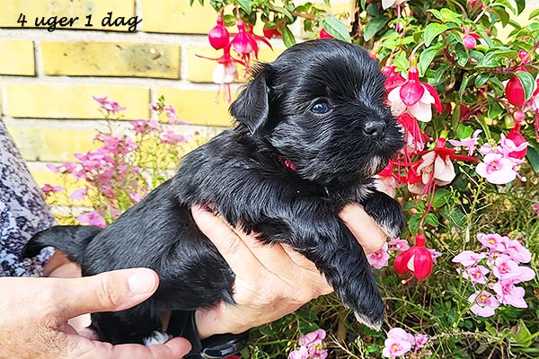 Olga bichon havanese hvalp hundehvalp bichon havanais hvalpe hundehvalpe