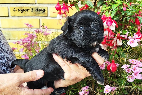 Olga bichon havanese hvalp hundehvalp bichon havanais hvalpe hundehvalpe