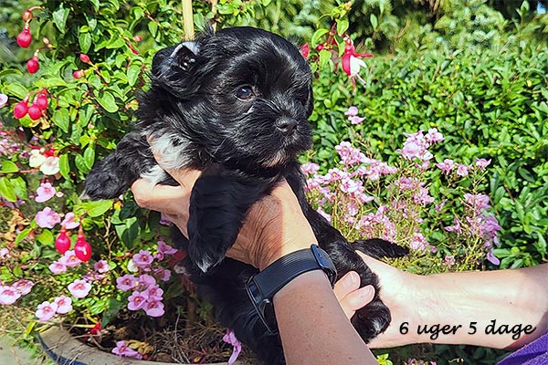 Olga bichon havanese hvalp hundehvalp bichon havanais hvalpe hundehvalpe