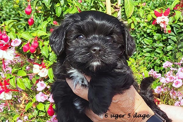 Olga bichon havanese hvalp hundehvalp bichon havanais hvalpe hundehvalpe