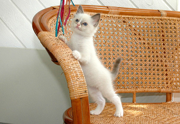 Oliver Ragdoll killing kattekilling Ragdol killinger kattekillinger
