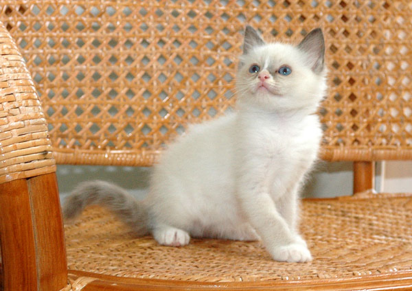 Oliver Ragdoll killing kattekilling Ragdol killinger kattekillinger