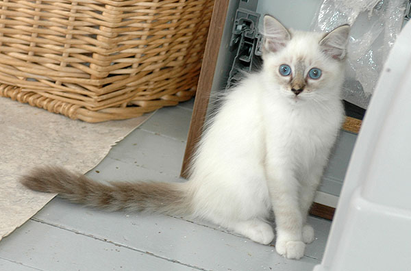 Olivia2 Ragdoll killing kattekilling Ragdol killinger kattekillinger