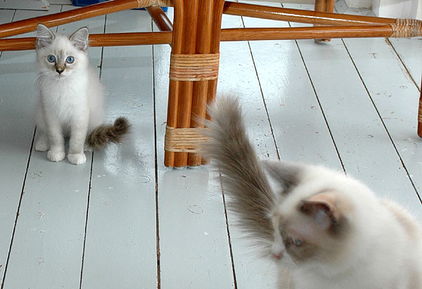 Olivia2 Ragdoll killing kattekilling Ragdol killinger kattekillinger