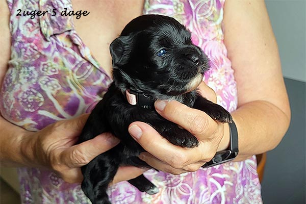 Oma bichon havanese hvalp hundehvalp bichon havanais hvalpe hundehvalpe