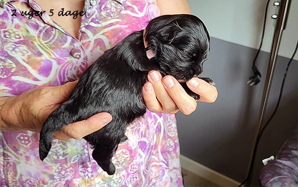 Oma bichon havanese hvalp hundehvalp bichon havanais hvalpe hundehvalpe