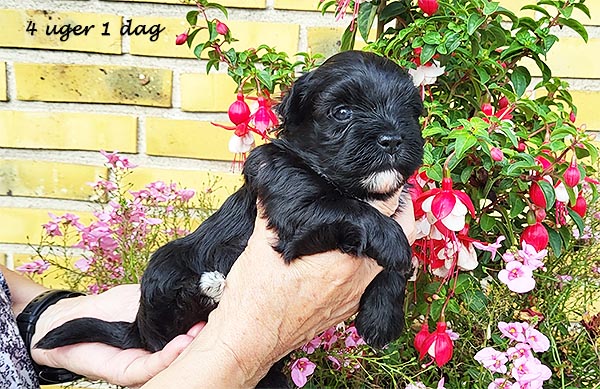 Oma bichon havanese hvalp hundehvalp bichon havanais hvalpe hundehvalpe