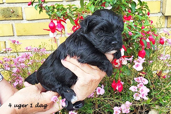 Oma bichon havanese hvalp hundehvalp bichon havanais hvalpe hundehvalpe