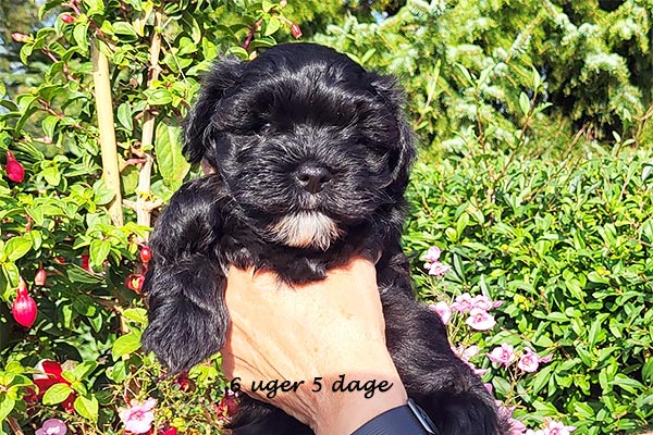 Oma bichon havanese hvalp hundehvalp bichon havanais hvalpe hundehvalpe