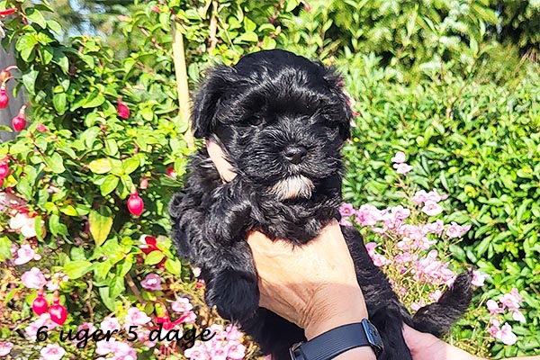 Oma bichon havanese hvalp hundehvalp bichon havanais hvalpe hundehvalpe