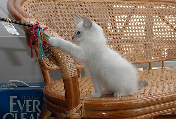 Oskar Ragdoll killing kattekilling Ragdol killinger kattekillinger