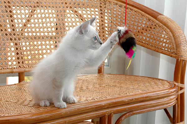 Oskar Ragdoll killing kattekilling Ragdol killinger kattekillinger