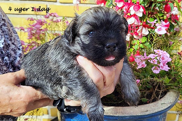 Ove bichon havanese hvalp hundehvalp bichon havanais hvalpe hundehvalpe