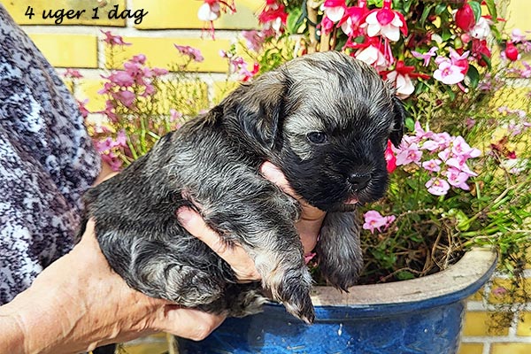 Ove bichon havanese hvalp hundehvalp bichon havanais hvalpe hundehvalpe