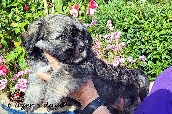 Ove bichon havanese hvalp hundehvalp bichon havanais hvalpe hundehvalpe