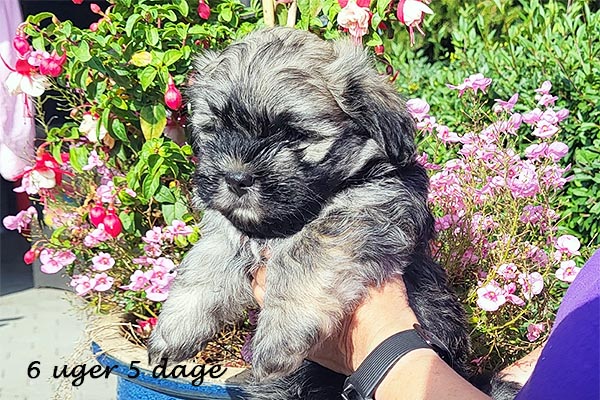 Ove bichon havanese hvalp hundehvalp bichon havanais hvalpe hundehvalpe