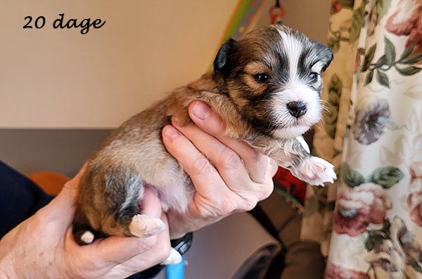 Pav bichon havanese hvalp hundehvalp bichon havanais hvalpe hundehvalpe