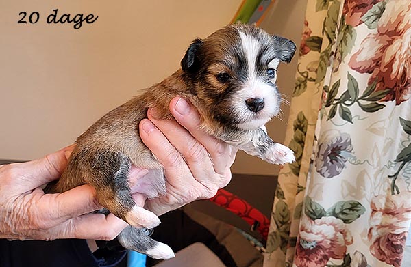 Pav bichon havanese hvalp hundehvalp bichon havanais hvalpe hundehvalpe