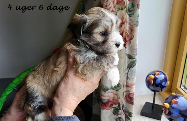 Pav bichon havanese hvalp hundehvalp bichon havanais hvalpe hundehvalpe