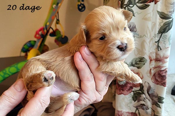Pavla bichon havanese hvalp hundehvalp bichon havanais hvalpe hundehvalpe