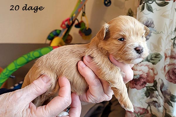 Pavla bichon havanese hvalp hundehvalp bichon havanais hvalpe hundehvalpe