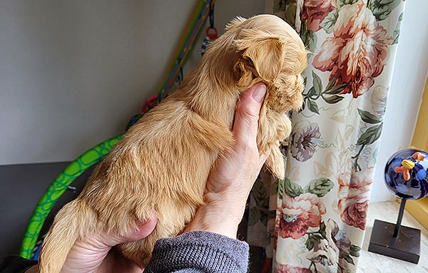 Pavla bichon havanese hvalp hundehvalp bichon havanais hvalpe hundehvalpe