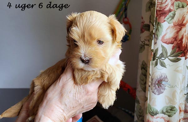 Pavla bichon havanese hvalp hundehvalp bichon havanais hvalpe hundehvalpe