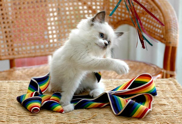 Paw Ragdoll killing kattekilling Ragdol killinger kattekillinger