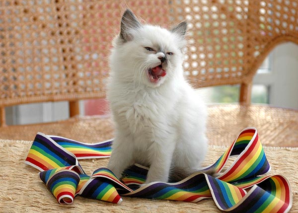 Paw Ragdoll killing kattekilling Ragdol killinger kattekillinger