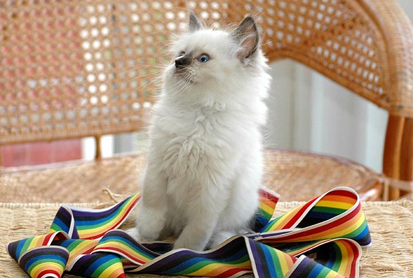 Paw Ragdoll killing kattekilling Ragdol killinger kattekillinger
