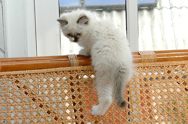 Paw Ragdoll killing kattekilling Ragdol killinger kattekillinger