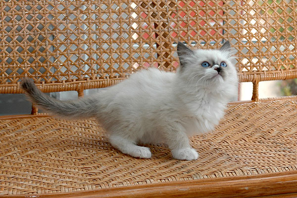 Paw Ragdoll killing kattekilling Ragdol killinger kattekillinger