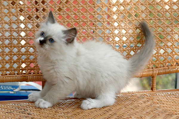 Paw Ragdoll killing kattekilling Ragdol killinger kattekillinger