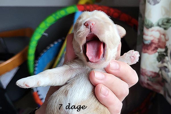 Pedro bichon havanese hvalp hundehvalp bichon havanais hvalpe hundehvalpe