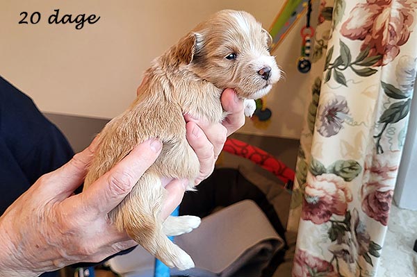 Pedro bichon havanese hvalp hundehvalp bichon havanais hvalpe hundehvalpe