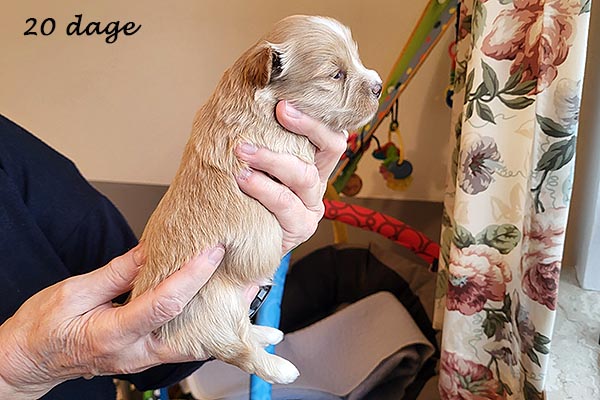 Pedro bichon havanese hvalp hundehvalp bichon havanais hvalpe hundehvalpe