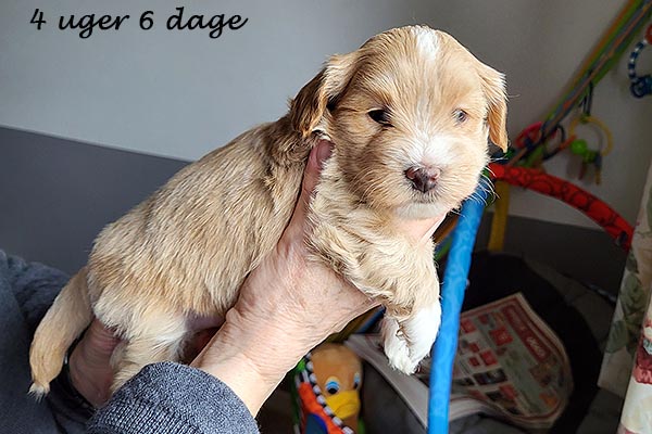 Pedro bichon havanese hvalp hundehvalp bichon havanais hvalpe hundehvalpe