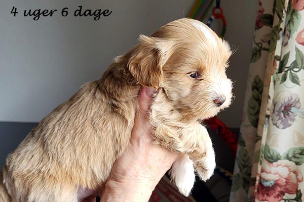 Pedro bichon havanese hvalp hundehvalp bichon havanais hvalpe hundehvalpe