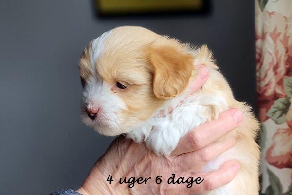 Petra bichon havanese hvalp hundehvalp bichon havanais hvalpe hundehvalpe