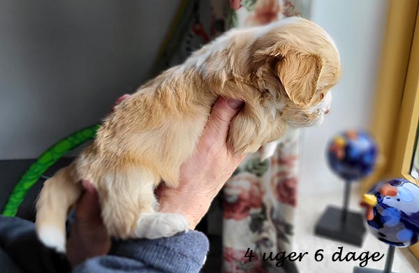 Petra bichon havanese hvalp hundehvalp bichon havanais hvalpe hundehvalpe