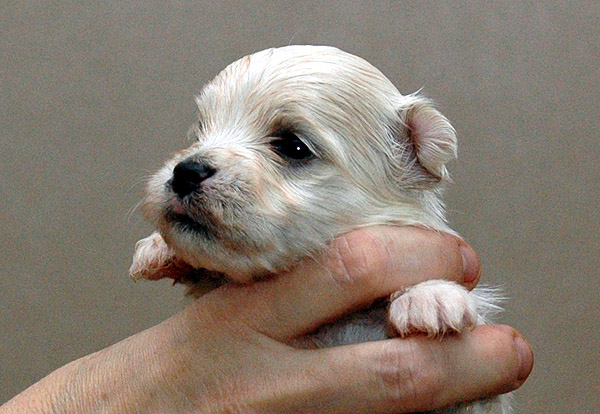 Phil bichon havanese hvalp hundehvalp bichon havanais hvalpe hundehvalpe