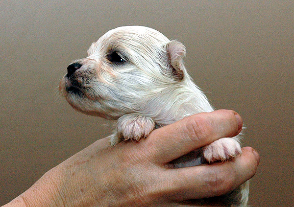 Phil bichon havanese hvalp hundehvalp bichon havanais hvalpe hundehvalpe