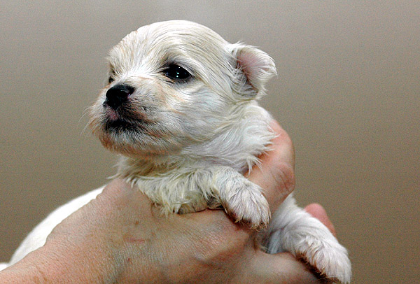 Phil bichon havanese hvalp hundehvalp bichon havanais hvalpe hundehvalpe