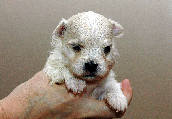 Phil bichon havanese hvalp hundehvalp bichon havanais hvalpe hundehvalpe