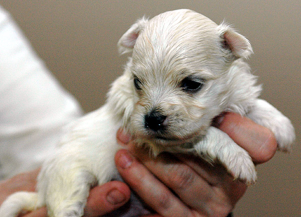 Phil bichon havanese hvalp hundehvalp bichon havanais hvalpe hundehvalpe