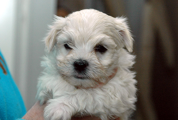 Phil bichon havanese hvalp hundehvalp bichon havanais hvalpe hundehvalpe