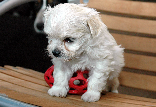 Phil bichon havanese hvalp hundehvalp bichon havanais hvalpe hundehvalpe